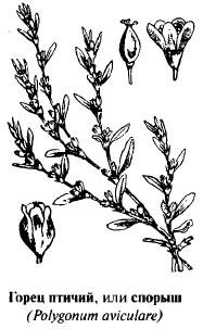 Горец птичий спорыш Фармакогнозия