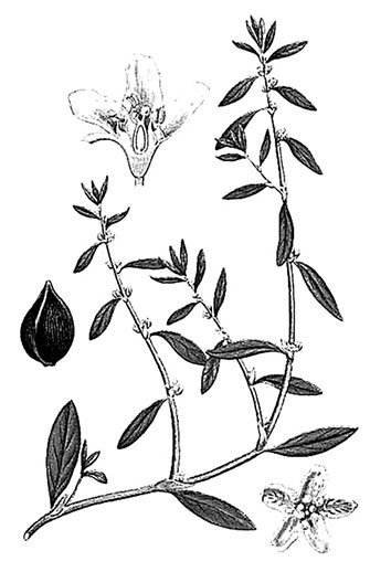 Птичья гречишка окружающий мир