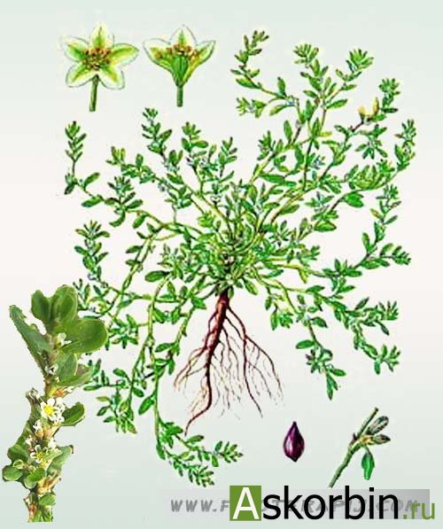 Горец птичий рисунок Фармакогнозия