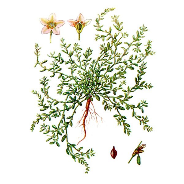 Горец птичий спорыш Фармакогнозия