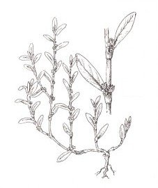 Горец птичий спорыш Фармакогнозия