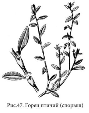 Полынь подорожник Птичья гречишка