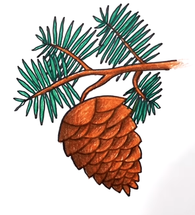 Веточки хвойники шишки