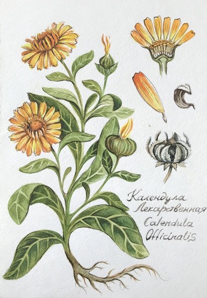 Календула лекарственная Фармакогнозия