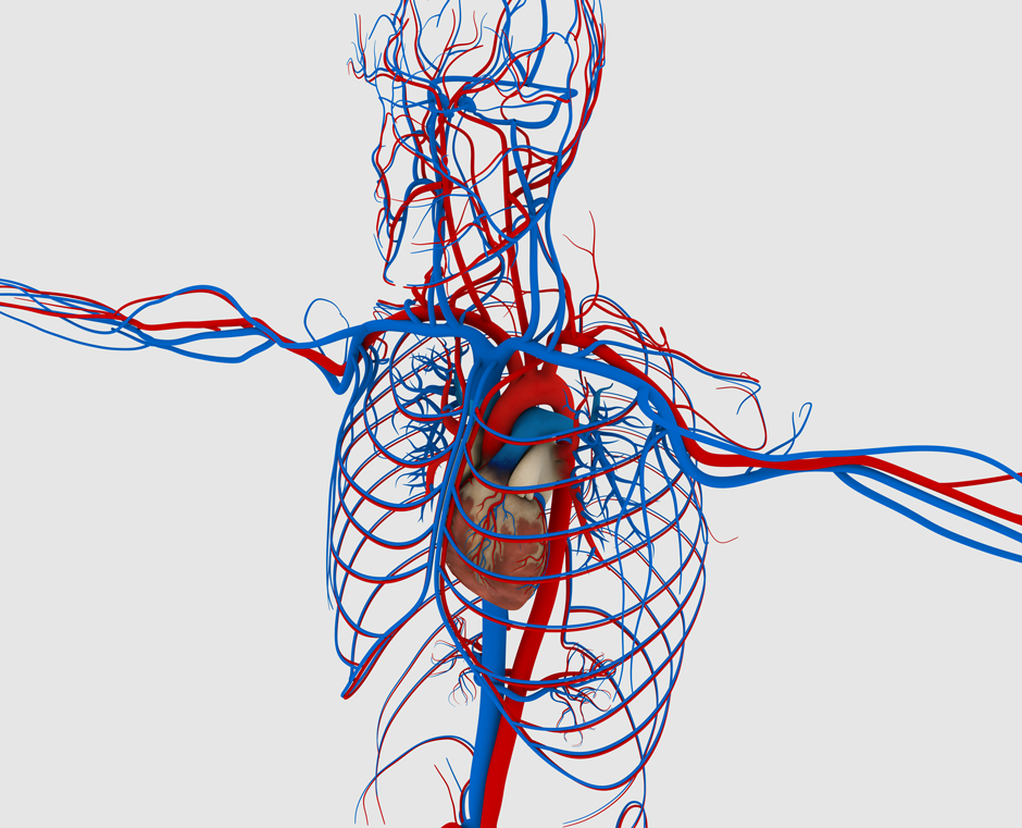 Система кровообращения человека сердце и кровеносные сосуды. Кровеносная система человека Вена артерии. Система кровооттока (венозная система. Кровеносная система сосуды артерии вены.