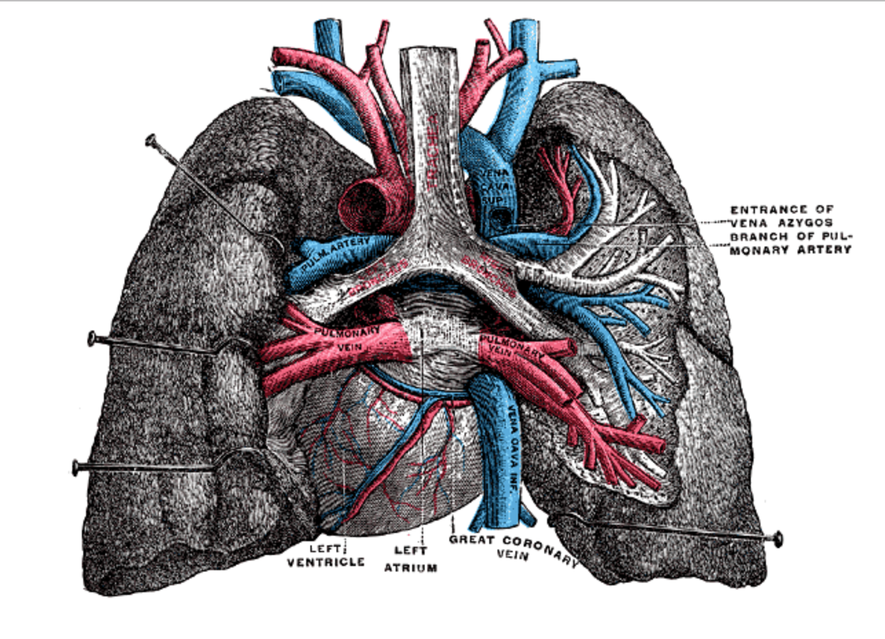 Легкие артерии и вены. Легочные артерии анатомия. Топографическая анатомия легочных артерий. Топографическая анатомия сосудов легкого. Сердце анатомия легочная артерия.
