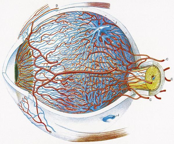 Сосуды сетчатки глаза анатомия
