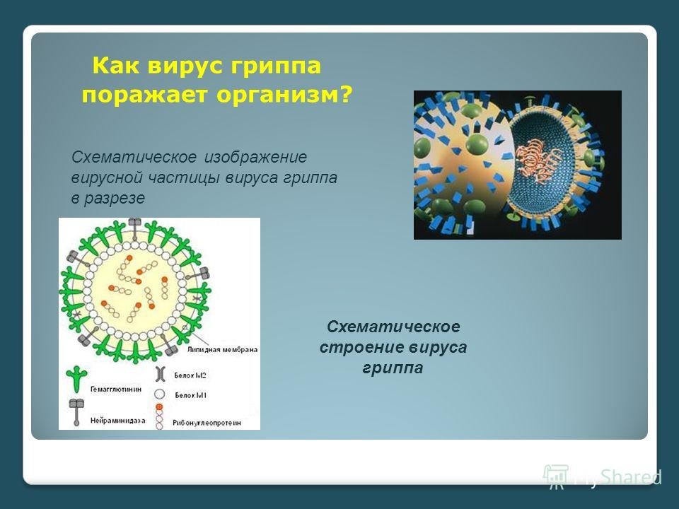 Вирус гриппа анализ. Строение вируса гриппа. Схематическая структура вируса гриппа. Строение вирусной частицы гриппа. Что поражает вирус гриппа.