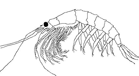 Лобстер мультяшный