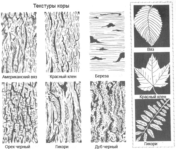Фактура коры дерева рисунок
