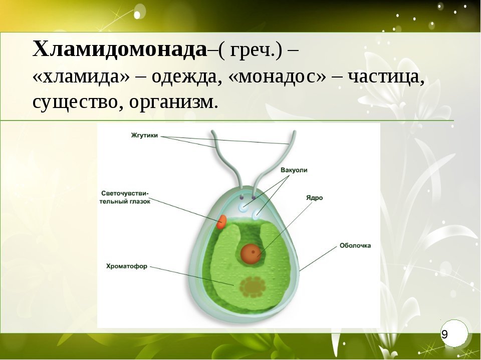 Одноклеточные водоросли биология. Одноклеточная водоросль хламидомонада. Хламида Монада строение. Строение одноклеточных водорослей. Строение клетки хламида Монада.