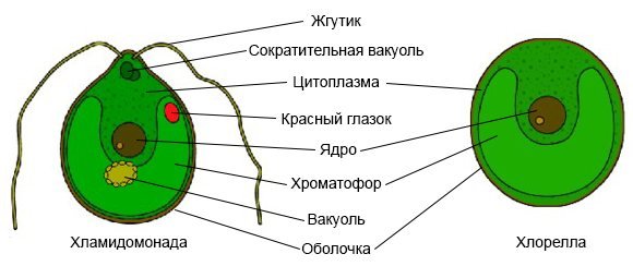 Строение клеток зеленых водорослей хлорелла