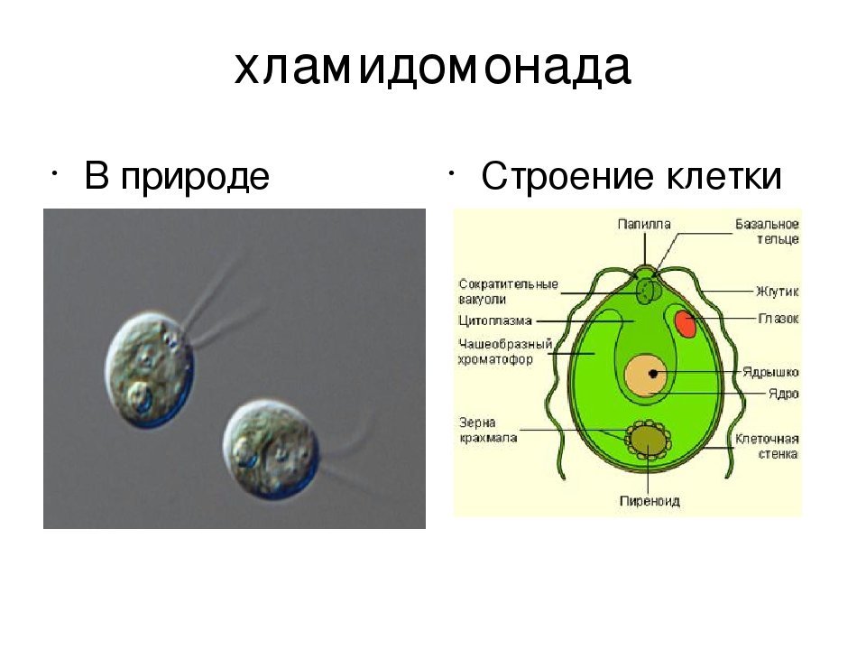 Рисунок клетки водорослей. Строение одноклеточной водоросли хламидомонады. Строение одноклеточных водорослей. Строение одноклеточной водоросли хламидомонады биология 6 класс. Хламидомонада эукариот или.
