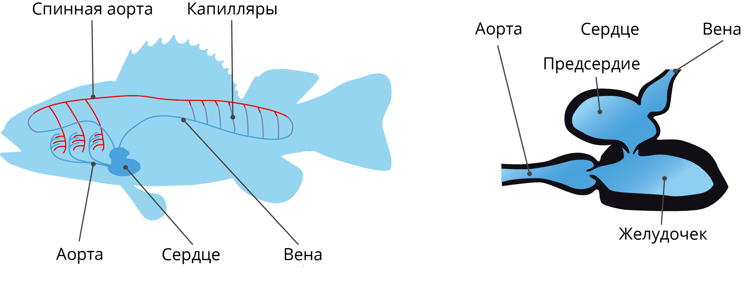 Какое сердце имеет рыбы. Кровеносная система рыб схема. Кровеносная система костистых рыб. Схема строения кровеносной системы рыб. Предсердие кровеносная система рыб.