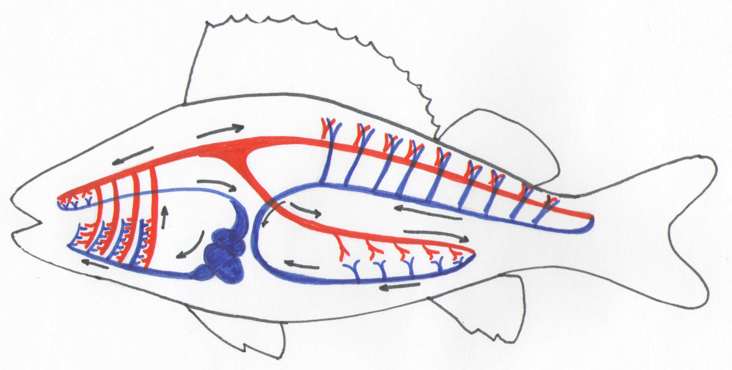 Окунь круги кровообращения. Строение рыбы кровеносная система система. Строение кровеносной системы рыб. Кровеносная система речного окуня. Кровеносная и дыхательная система рыб.