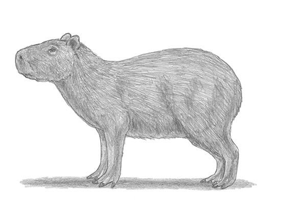 Капибара референс