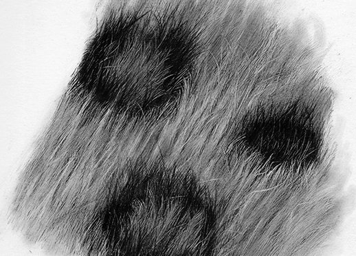 Рисование шерсти животных
