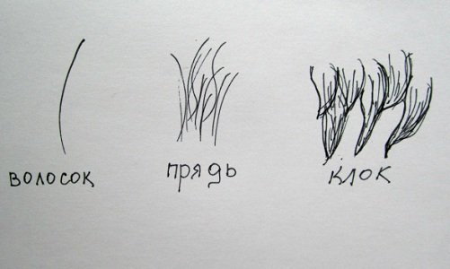 Зарисуйте шерсть зверей