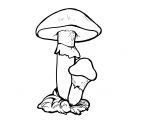 Гриб масленок раскраска для детей