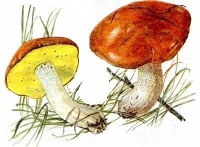 Грибы маслята для дошкольников