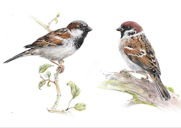 Домовой Воробей рисунок