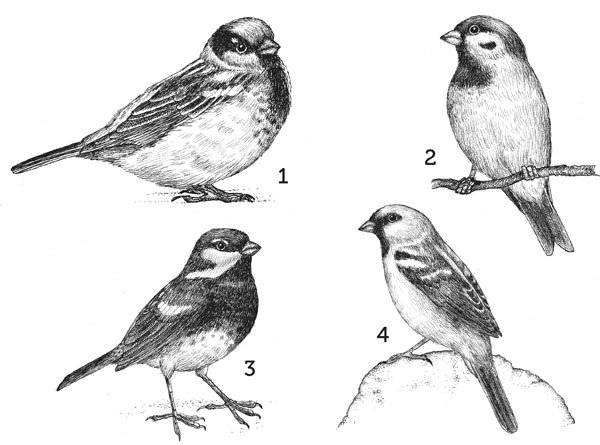 Воробей домовый раскраска