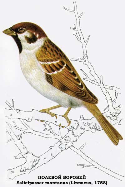 Домовый Воробей рисунок