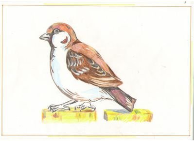 Воробей домовый – passer domesticus (l., 1758)