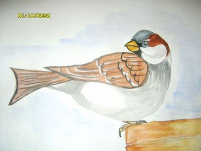 Домовый Воробей рисунок