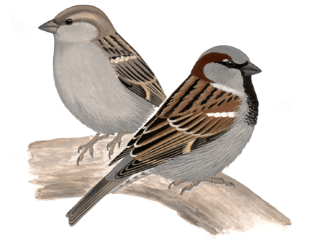 Рисунок домового воробья