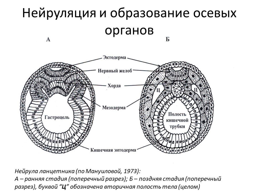 Схема эмбриогенеза ланцетника название какой его стадии. Строение бластулы гаструлы и нейрулы. Ранняя нейрула. Нейрула ланцетника. Строение бластулы.