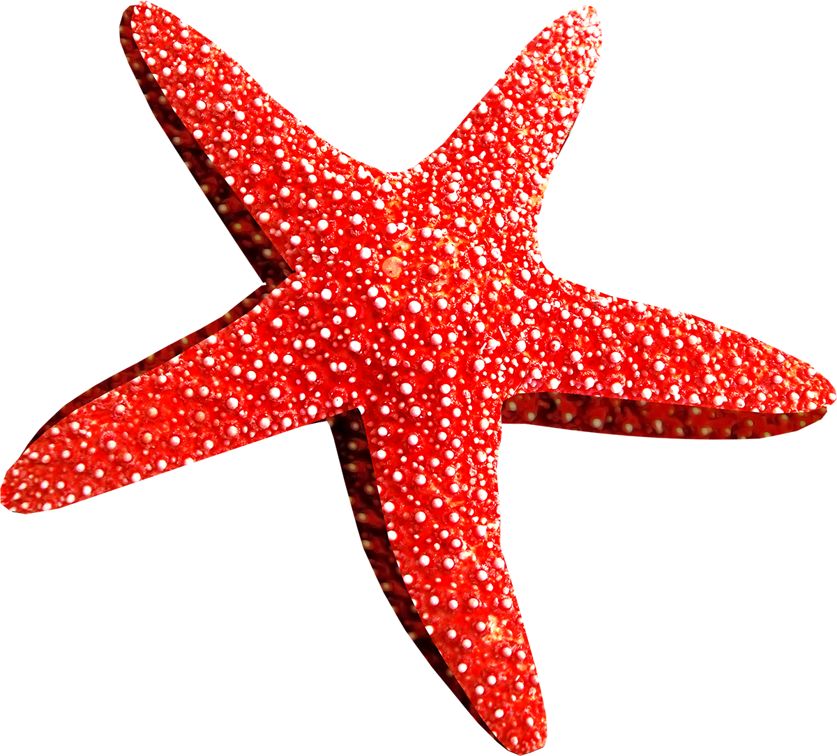 Морские звезды без. Морская звезда. Морская звезда на белом фоне. Морская звезда на прозрачном фоне. Морская звезда вектор.