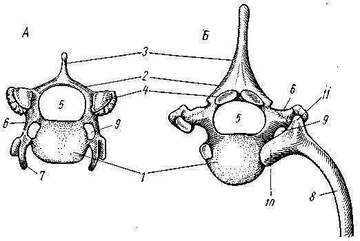 Строение грудного позвонка млекопитающего