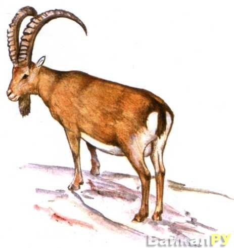 Горный козел раскраска для детей