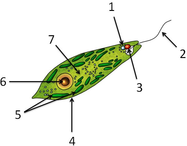 Евглена зеленая строение