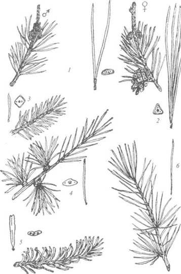 Семейство сосновые Pinaceae