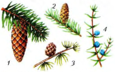 Голосеменная пихта Сибирская