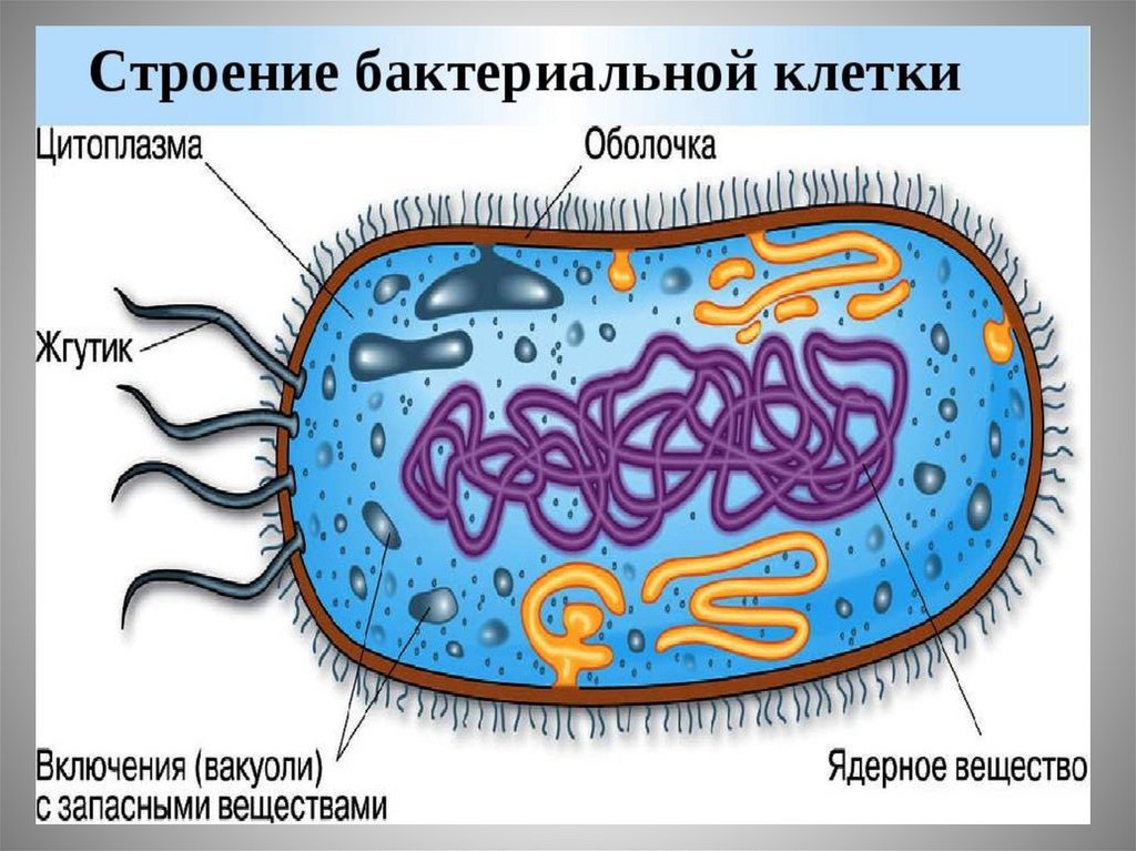 Особенности клетки бактерии 5 класс. 5 Класс структура бактериальной клетки. Строение бактериальной клетки 10 класс биология. Нарисовать строение бактериальной клетки. Строение бактериальной клетки биология.