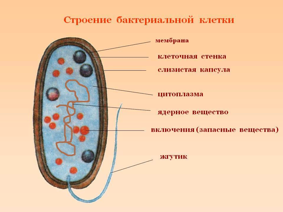 Какое строение у бактерий. Схема строенияактериальной клетки. Строение бактериальной клетки 5. Схема строения бактериальной клетки. Строение бактериальной клетки 6 класс биология.