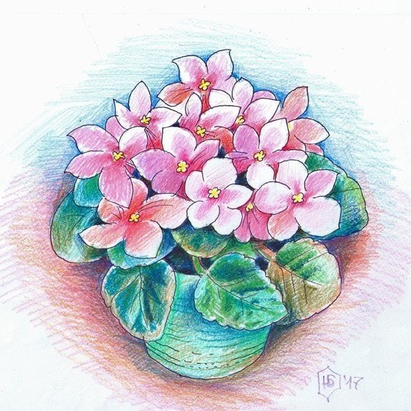 Сенполия магунгенская