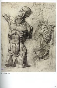 Могилевцев Экорше