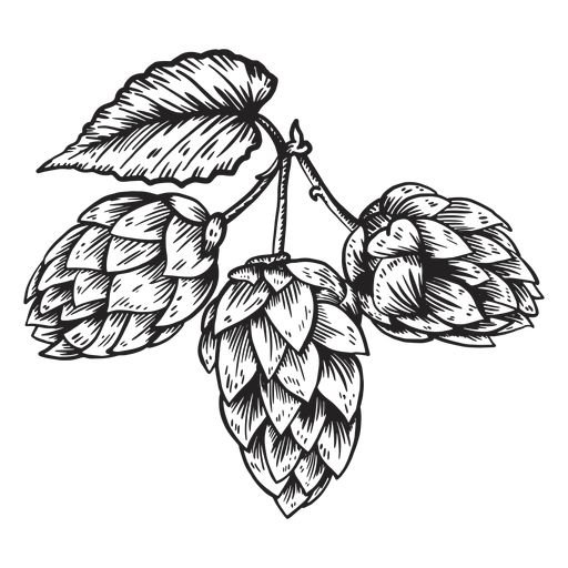 Шишки хмеля вектор