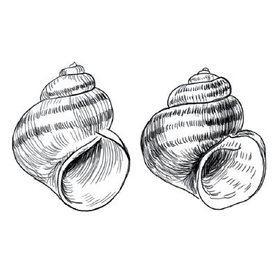 Лужанка улитка