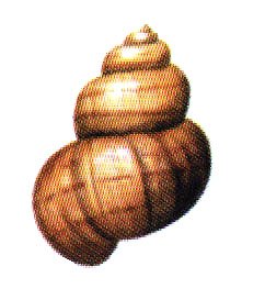 Лужанка улитка