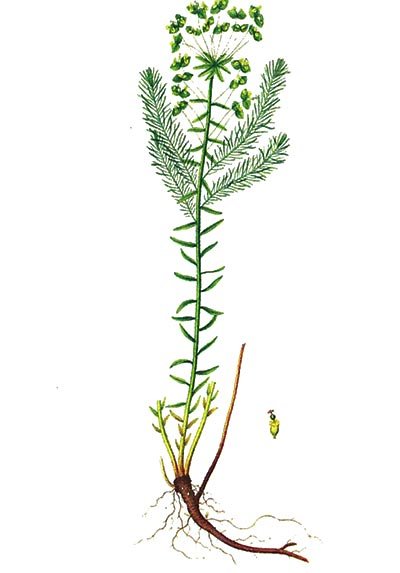 Молочай беложильчатый рисунок