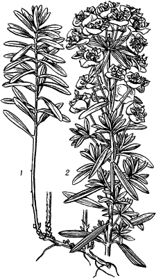 Рождественский цветок пуансетия нарисовать