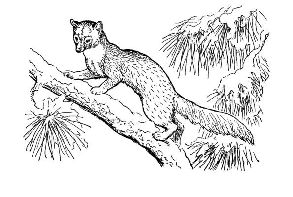 Соболь рисунок