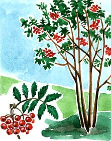 Рисование дерева рябины