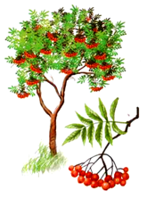 Рябина дерево для детей