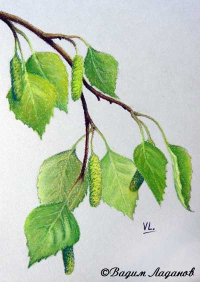 Ветка берёзы рисунок